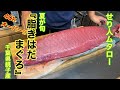 【 手 が ギトギト 】 脂 まみれ の キハダ マグロ で 握る ！