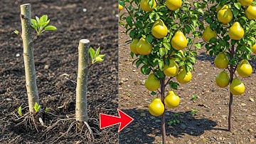 Place 1 Cutting in Soil! Pear Tree Will Quickly Grow Roots, Branches and Bear Fruit Fast
