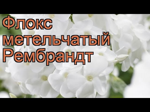 Солнечное освещение для Флокса Рембрандт
