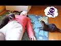 【カワウソの前で倒れるフリをしたら】カワウソビンゴ＆ベル/Daddy pretends to be dead in front otter Bingo&Belle