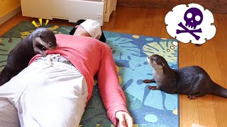 Daddy pretends to be dead in front otter Bingo&Belle