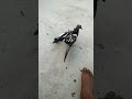 Live highlight 🎥#live #highlights #livestream #pigeon #youtubeshorts #raisenpigeons #akjhansipigeons