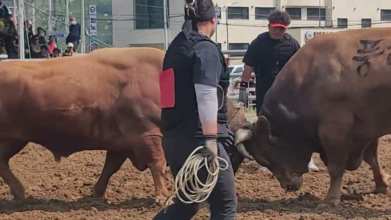 2025년 창원민속소힘겨루기대회 (풍산vs화랑)