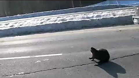 Talking Beaver on the Highway Canada Day