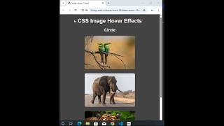 HTML CSS Image Hover Circle Effect | Hover Animation (Effect 2)
