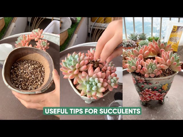 Easy Succulent Plants Care for Beginners Like You!| 다육이 | 多肉
