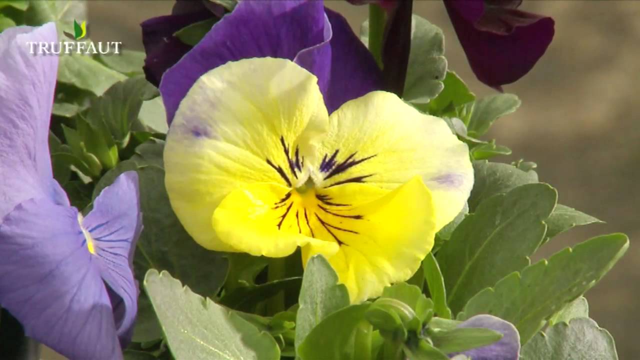 Fleurs pour jardinières et massifs : pensées et viola cornuta - Truffaut -  thptnganamst.edu.vn