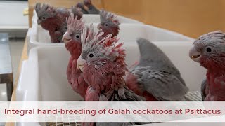 Integral handrearing of Galah cockatoos at Psittacus