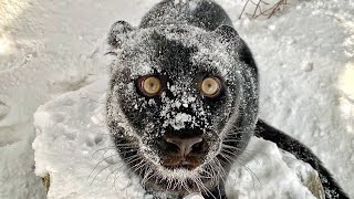 Losers streamers🤣 / panther and rottweiler snow fun❄️🐆🐕