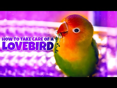Video: Péče o Sick Lovebirds