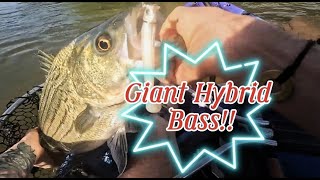 Giant Hybrid Bass!!