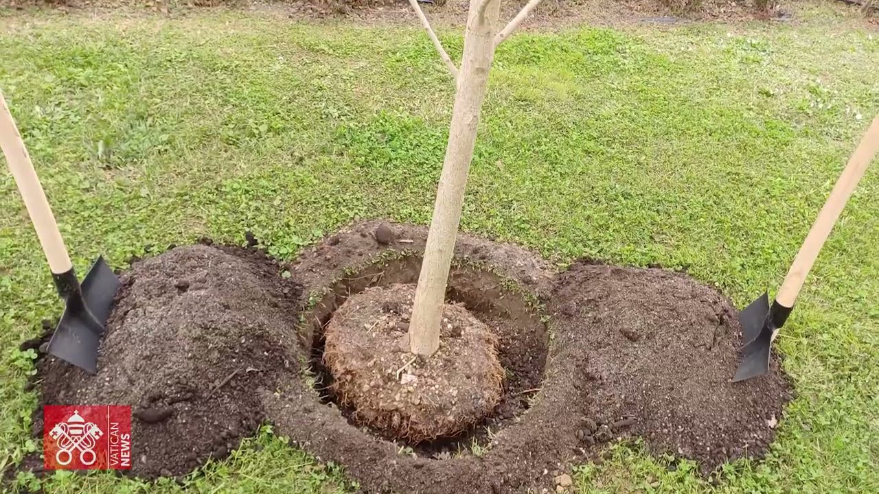 Nei Giardini vaticani piantato un ginko biloba, segno di responsabilità verso il Creato