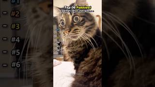 Top 06 funniest crazy cat reactions😂 #ranked #ranking #funny #cat #reaction #shorts