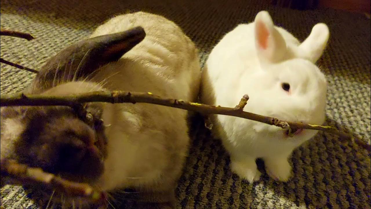 Bunnies chewing apple branch 🐰🐰🐰 YouTube