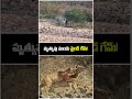 Deer Escapes Tiger Using Smart Strategy 😱 | Brain Over Strength | #viralvideo  Wildlife Video
