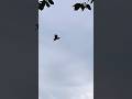 PATRICK TAKES FLIGHT OVER THE ST. JOSEPH RIVER AT ST. PATRICK'S COUNTY PARK. JUNE 5, 2026•8:20 PM