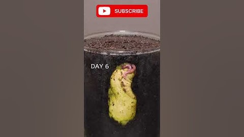 Growing Mango Tree from seed #plants #timelapse #mango how to grow mango tree from seed