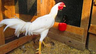 gallo shamo// (brasileño9