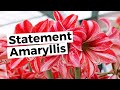How to Make a Showstopper Amaryllis Arrangement- Wholesale Flowers Direct