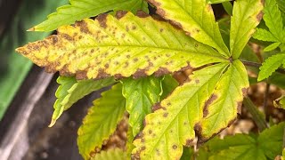 What Fresh Hell is This! 6 Strain Cannabis Grow. Barney’s Farm and Emerald Triangle.