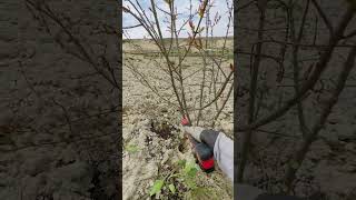 3 Yaşındaki Nar Ağacının Şekil Budaması