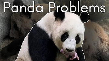 The Price of Pandas: The Shocking Truth Behind Zoo Panda Programs
