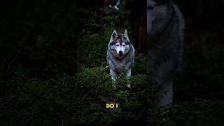 Professional Grass Inspector at Work 🤣 #Husky #FunnyDog #DogMemes #SiberianHusky #DogComedy #viral