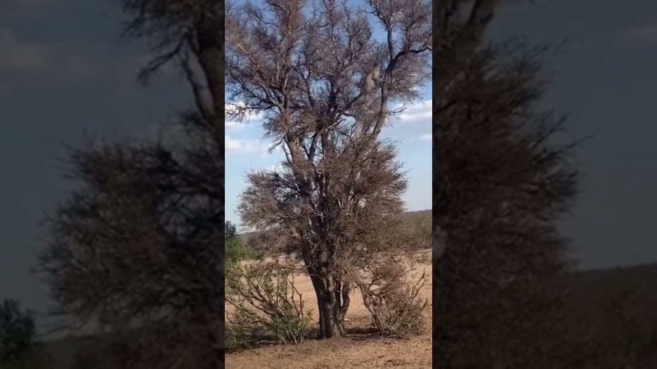 Leo attack on the tree 
