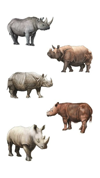 🦏 5 Types Of Rhinoceros Of The World | Types Of Rhinoceros | Rhino Species