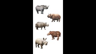 5 Types Of Rhinoceros Of The World | Types Of Rhinoceros | Rhino Species