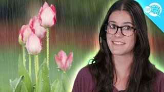 What Causes The Smell After Rain? What Causes The Smell After Rain?