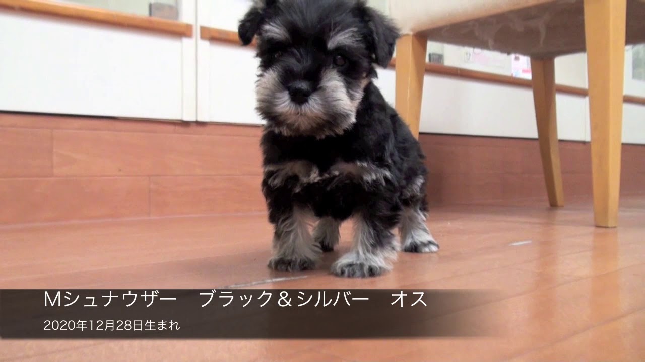 Mシュナウザー ブラック シルバー オス 年12月28日生まれ Youtube