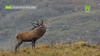 «Шотландия: Дикий Год» На Viasat Nature