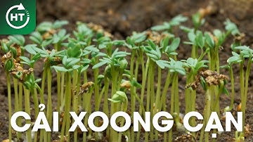 Cây cải xoong cạn được tua nhanh thời gian phát triển | Humble Time