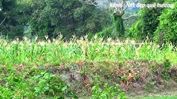 Cánh đồng ruộng bậc thang Tà Pạ đang gặp hạn hán giữa mùa mưa - Núi Tô, Tri Tôn, An Giang 02/09/2020