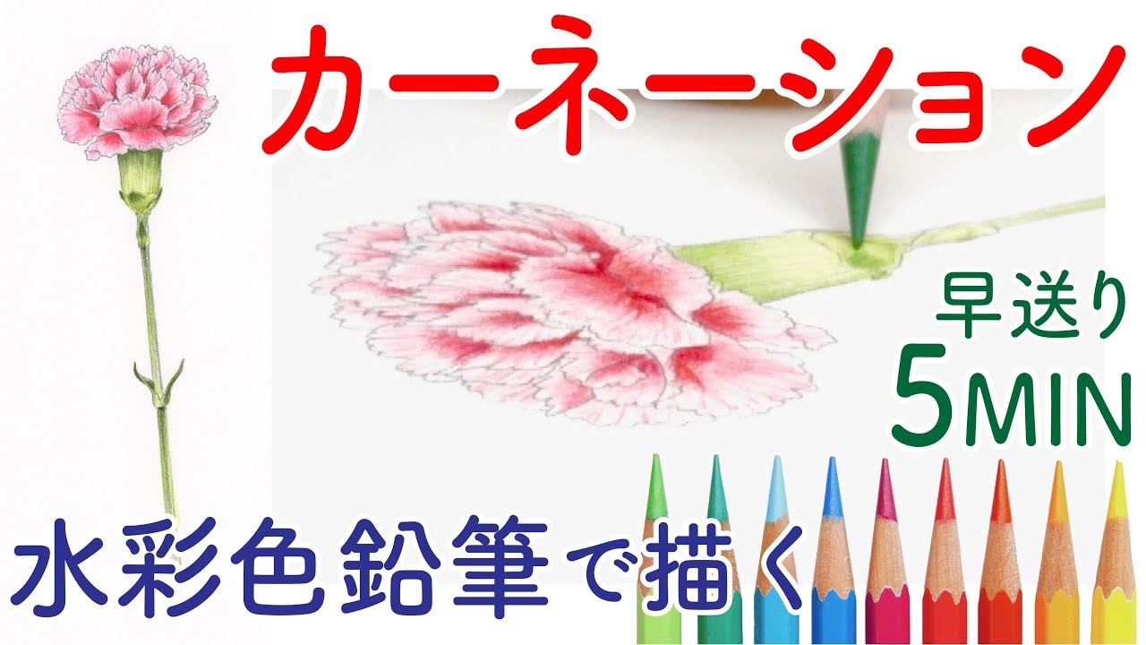 水彩色鉛筆でカーネーションを描くdrawing A Carnation Flower With Watercolor Pencils Youtube