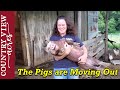 Moving the Pigs out of the barnyard and into their new pen.