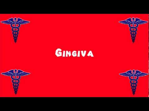 Pronounce Medical Words ― Gingiva