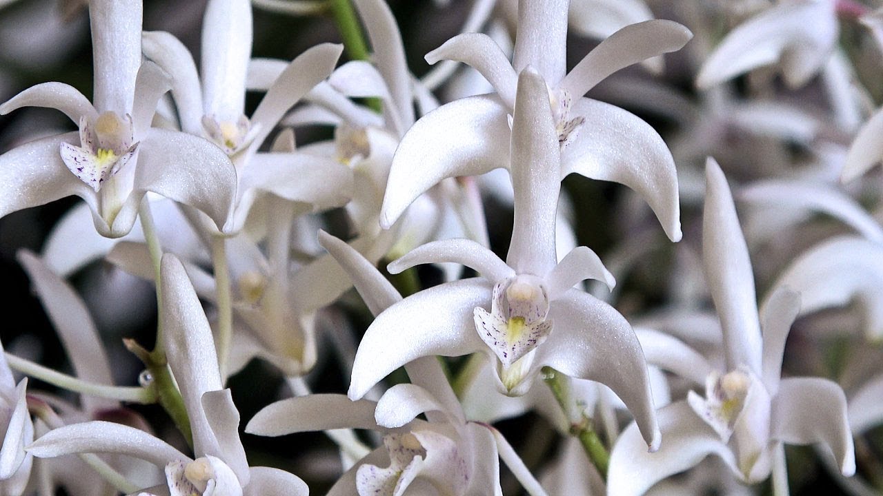小さな白いランの花 デンドロビューム キンギアナム Dendrobiumkingianum Small White Orchid Flower 4k Youtube