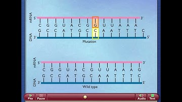 Addition & Deletion Mutations