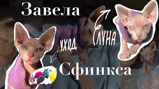 картинка: Завела котёнка сфинкса/ появление котёнка у меня дома/ котёнок сфинкса