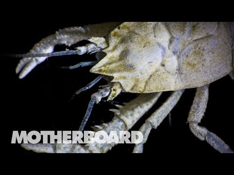 The Invisible Creatures at the Bottom of the Sea