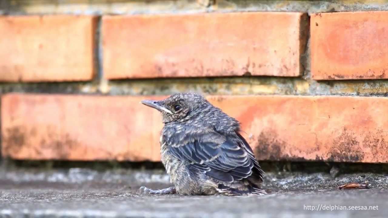 イソヒヨドリのヒナ Youtube