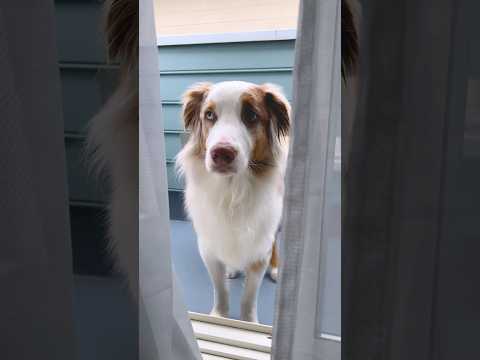 一生懸命何かを伝えようと話しかけてくる犬が可愛い🥺【オーストラリアンシェパード】#shorts