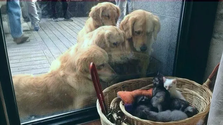 Top 30 Funniest and Cutest Pug Dog Videos Compilation | Funny Dog Videos 2025 🐶 🤣