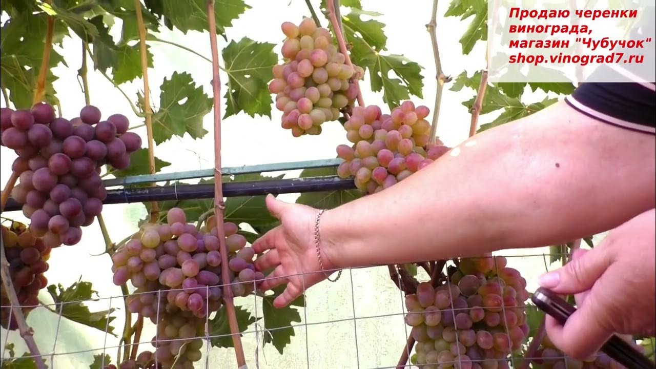Виноград белый лебедь описание сорта фото отзывы видео фото - Arhids.ru