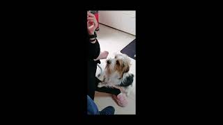 Tarabelo busca novia en Corrubedo Galicia.