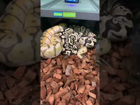 How To Make A Spider Killer Bee Axanthic Ball Python