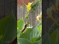 Pruning Cannas for Better Growth #shorts #gardening #garden #plants #farming #tulip