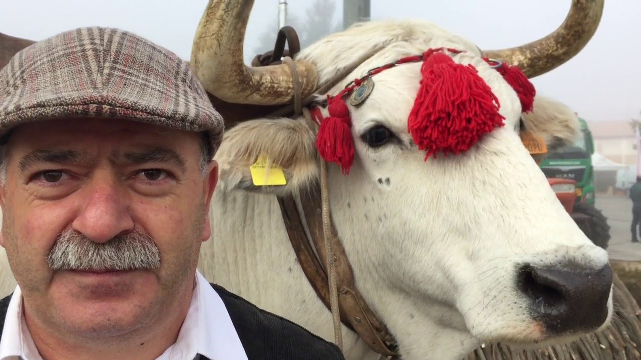 Intervista bovaro Antonio Cirillo di Ninfo